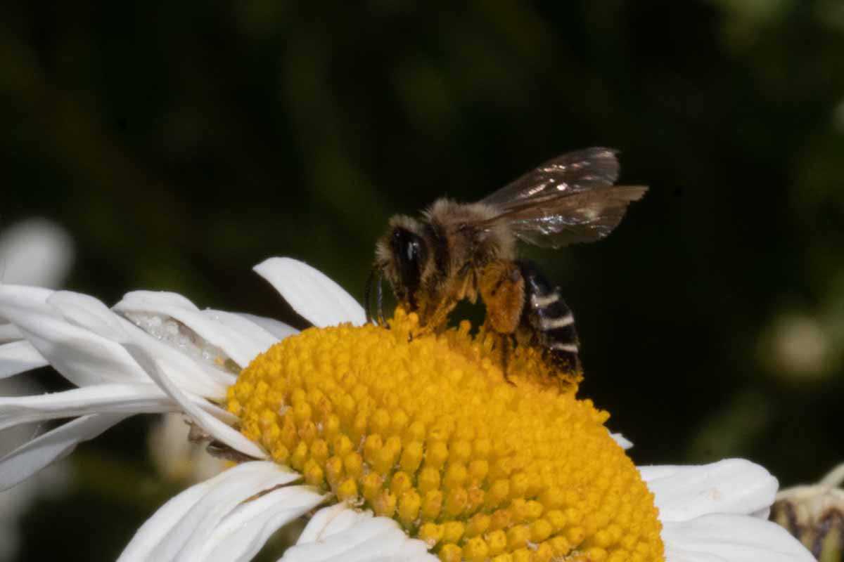 Wildbiene - Andrena gravida? Image